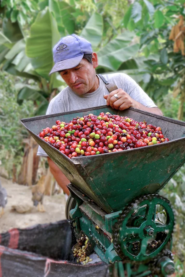 norandino sapse processing coffee peru 0913 cl016 edit